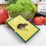 Reusable Expert Catch Mouse & Rat Glue Trap Strong Adhesive Non Toxic Pest Control - Image 4