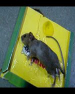 Reusable Expert Catch Mouse & Rat Glue Trap Strong Adhesive Non Toxic Pest Control - Image 2